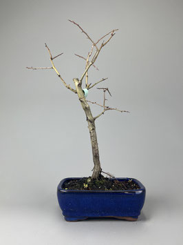 Echter Rotdorn 'Paul's Scarlet', Crataegus laevigata 'Paul's Scarlet', Blühender Outdoor - Bonsai, Freilandbonsai, Geschenkidee