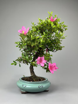 Satsuki - Azalee, Rhododendron indicum, Freilandbonsai, Gartenbonsai, Geschenkidee