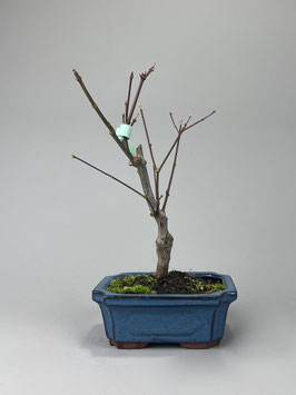 Roter Fächerahorn, Acer palmatum 'Atropurpureum', Ahorn, Bonsai Solitär, Geschenkidee, Freilandbonsai