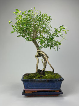 Junischnee, Baum der tausend Sterne / Serissa phoetida, Zimmerbonsai / Indoorbonsai
