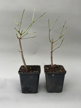 Kornelkirsche, Cornus mas , 3 Jahre, Bonsai - Jungpflanze