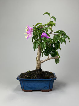 Drillingsblume, Bougainvillea glabra, mediterraner Bonsai, Geschenkidee