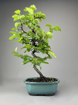 Holzquitte, Pseudocydonia sinensis, Gartenbonsai, Freilandbonsai, Geschenkidee
