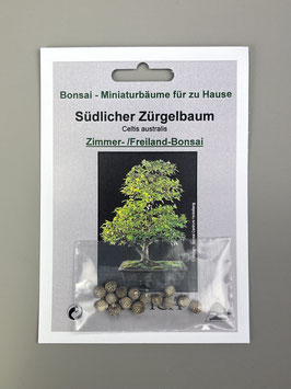 Samen+Anzuchtset: Südlicher Zürgelbaum, Zimmer- / Freiland-Bonsai, Geschenkidee, Bonsai-Samen