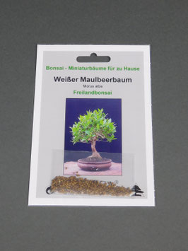 Samen+Anzuchtset: Samen von Weißer Maulbeerbaum, Morus alba, Freilandbonsai, Geschenkidee, Bonsai-Samen