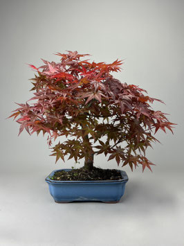 Fächerahorn, Acer palmatum deshojo, Ahorn, Bonsai Solitär, Geschenkidee, Freilandbonsai