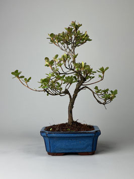Satsuki - Azalee, Rhododendron indicum, Freilandbonsai, Gartenbonsai, Geschenkidee