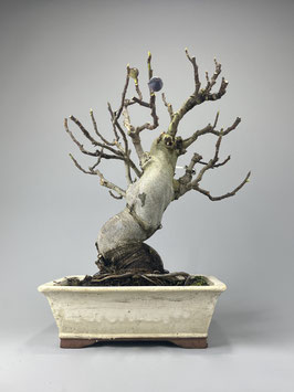 Eßfeige, Ficus carica, mediterraner Bonsai, Geschenkidee