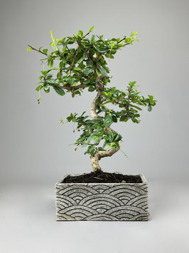 Bonsai Deko - Kollektion  Zimmerbonsai, Fukientee, Carmona microphylla