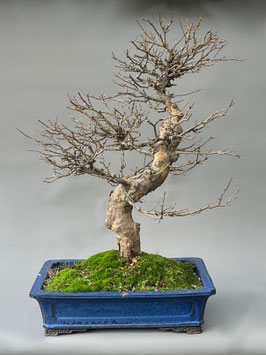Dreispitzahorn, Acer buergerianum, Outdoor - Bonsai, Freilandbonsai