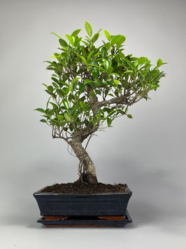 Chin. Feigenbaum / Ficus microcarpa ( retusa ), Zimmerbonsai / Indoorbonsai, Solitär