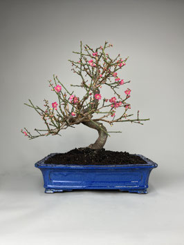 Japanische Aprikose, Prunus mume, Blühender Outdoor - Bonsai, Freilandbonsai, Geschenkidee
