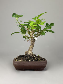 Goldglöckchen / Goldflieder  / Forsythie, Forsythia, Gartenbonsai, Freilandbonsai, Geschenkidee, Rohling, Yamadori