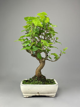 Maulbeerbaum, Morus, Bonsai, Outdoor - Bonsai, Freilandbonsai