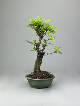 Zwerg Ulme, Ulmus parvifolia `nire keyaki`, Outdoor - Bonsai, Freilandbonsai, Solitär