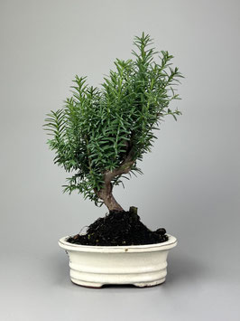 Japanische Eibe, Taxus cuspidata, Outdoor - Bonsai, Freilandbonsai