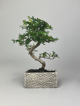 Bonsai Deko - Kollektion  Zimmerbonsai, Szechuanpfeffer, Zanthoxylum piperitum