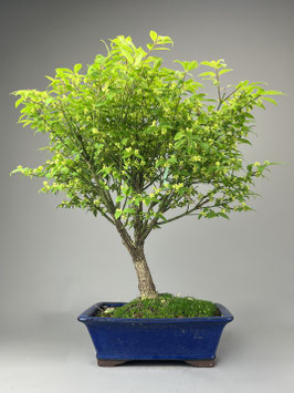 Pfaffenhütchen / Korkflügelstrauch, Euonymus, Bonsai, Freilandbonsai Geschenkidee