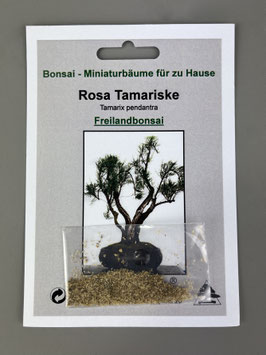 Rosa Tamariske, Tamarix pendantra, Freilandbonsai, Geschenkidee, Bonsai-Samen