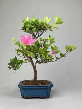 Satsuki - Azalee, Rhododendron indicum, Freilandbonsai, Gartenbonsai, Geschenkidee