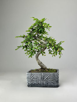 Bonsai Deko - Kollektion  Zimmerbonsai, Chinesische Ulme, Ulmus parvifolia