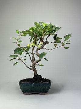 Zierapfel, Malus, Outdoor - Bonsai, Freilandbonsai, Outdoor - Bonsai