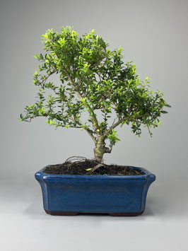 Jap. Stechpalme, Ilex crenata, Outdoor - Bonsai, Freilandbonsai, Pflegeleicht, Geschenkidee, Immergrüner Bonsai