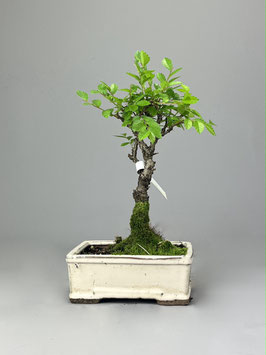 Zwerg Ulme, Ulmus parvifolia `nire keyaki`, Outdoor - Bonsai, Freilandbonsai, Solitär