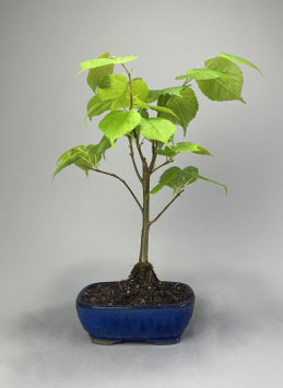 Winterlinde, Tilia cordata, Linde, Freilandbonsai, Outdoor - Bonsai