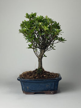 Azalee, Rhododendron, Bonsai Shop - www.bonsai-hassler.de