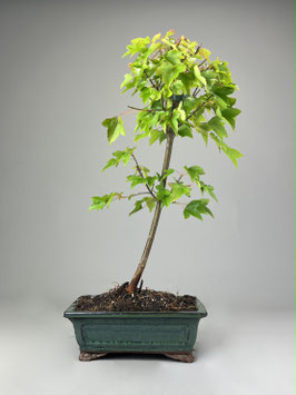 Dreispitzahorn, Acer buergerianum, Outdoor - Bonsai, Freilandbonsai