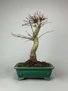 Fächerahorn, Acer palmatum deshojo, Ahorn, Bonsai Solitär, Geschenkidee, Freilandbonsai