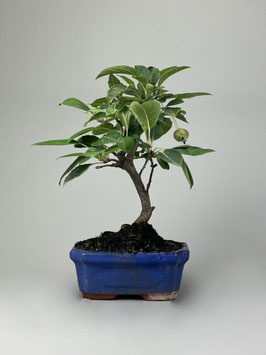 Zierapfel, Malus, Outdoor - Bonsai, Freilandbonsai, Outdoor - Bonsai