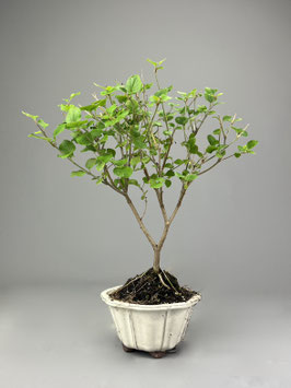 Zwerg-Duftflieder, Syringa meyeri, Blühender Outdoor - Bonsai, Freilandbonsai, Geschenkidee