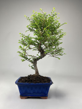 Zwerg Ulme, Ulmus parvifolia 'Seiju', Outdoor - Bonsai, Freilandbonsai