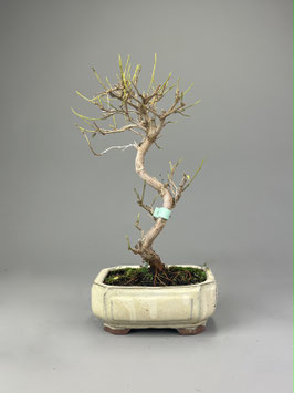 Maulbeerbaum, Morus, Bonsai, Outdoor - Bonsai, Freilandbonsai