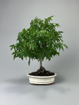 Fächerahorn, Acer palmatum, Ahorn, Bonsai Solitär, Geschenkidee, Freilandbonsai