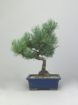 Mädchen - Kiefer, Pinus pentaphylla, Shohin, Japan, Outdoor - Bonsai, Freilandbonsai