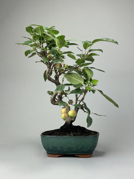 Zierapfel, Malus, Outdoor - Bonsai, Freilandbonsai, Outdoor - Bonsai