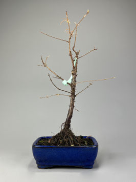 Urweltmammutbaum, Metasequoia glyptostroboides, Bonsai, Freilandbonsai, Geschenkidee
