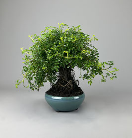 Rose, Rosa, Bonsai - Rarität, Freilandbonsai, Outdoor Bonsai, Geschenkidee