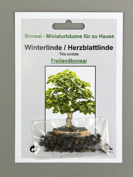 Samen+Anzuchtset: Winterlinde, Tilia cordata, Freilandbonsai, Geschenkidee, Bonsai-Samen