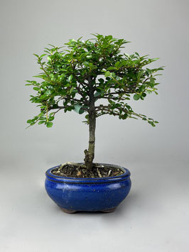 Zwergmispel, Cotoneaster, Outdoor - Bonsai, Freilandbonsai, Geschenk Idee