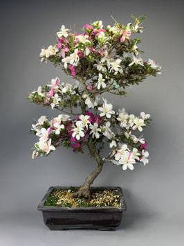 Satsuki - Azalee, Rhododendron indicum, Freilandbonsai, Gartenbonsai, Geschenkidee