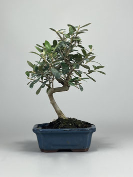 Ölbaum / Olivenbaum / Olea europaea, mediterraner Bonsai, Geschenkidee