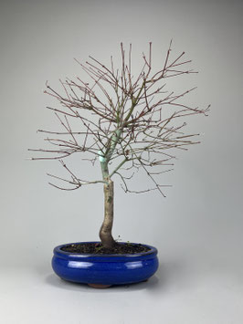 Fächerahorn, Acer palmatum deshojo, Ahorn, Bonsai Solitär, Geschenkidee, Freilandbonsai