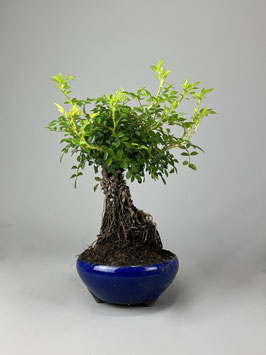 Rose, Rosa, Bonsai - Rarität, Freilandbonsai, Outdoor Bonsai, Geschenkidee