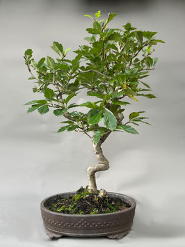 hobby bonsai Costa Farms DIY Grower's Choice Bonsai Indoor/Outdoor Plant Kit, Average Shipping Height 7 in. Tall main image 0