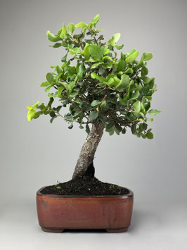 Korkeiche, Quercus suber, mediterraner Bonsai, Geschenkidee, Seltener Bonsai