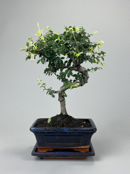 Chinesische Ulme Ulmus parviflora, Bonsai Geschenkidee, Zimmerbonsai / Indoorbonsai, Pflegeleicht